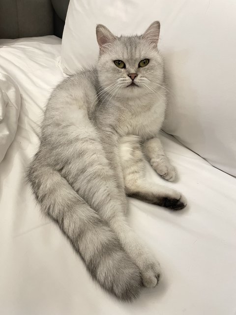 Bella  - British Shorthair Cat
