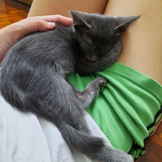 Yoyo Meow - Domestic Short Hair Cat