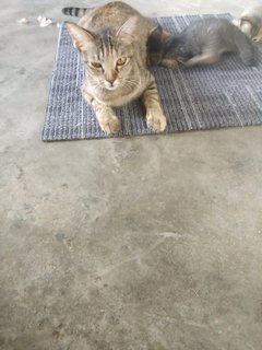 Kitty Meow - Domestic Short Hair Cat