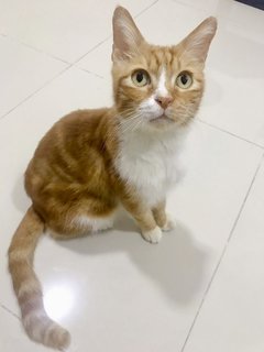 Shane - Domestic Short Hair Cat