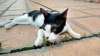Jack 🧸 - Domestic Short Hair Cat