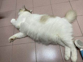 Latte  - Domestic Medium Hair Cat
