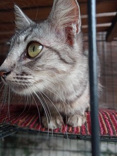 Nahla - Domestic Medium Hair Cat