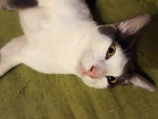 Yamoo - Domestic Short Hair Cat