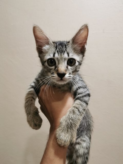 Bobby - Domestic Short Hair Cat