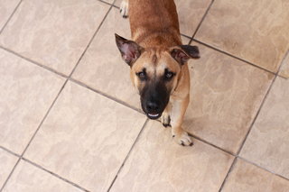 Caspian - 9months - Rescuer Migrating - Mixed Breed Dog