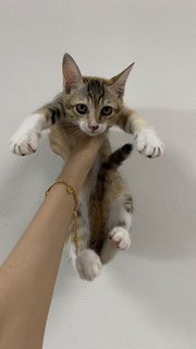 July - Domestic Short Hair Cat