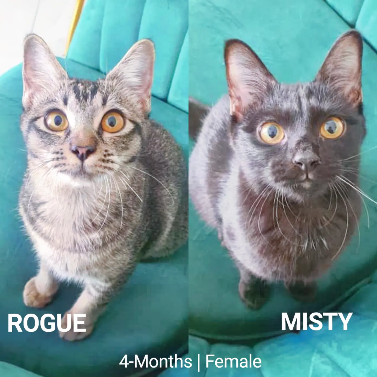 Rogue + Misty - Domestic Short Hair Cat