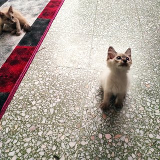 Schatzie - Domestic Medium Hair + Siamese Cat