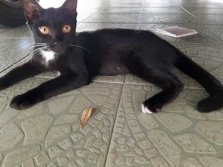 Miao Miao  - Domestic Short Hair Cat