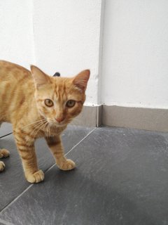 Orange - Domestic Short Hair + Tabby Cat