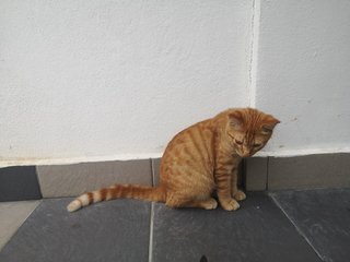 Orange - Domestic Short Hair + Tabby Cat