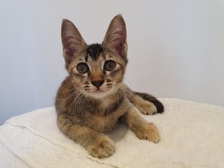 Chloe - Domestic Short Hair Cat