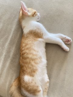 Sushi&amp;lushi - Domestic Short Hair Cat