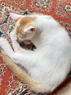 Sushi&amp;lushi - Domestic Short Hair Cat