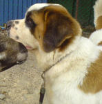 Female St. Bernard - Saint Bernard Dog