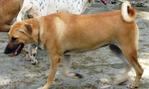 Old: Tag 97 - Adopted - 200903 - Mixed Breed Dog