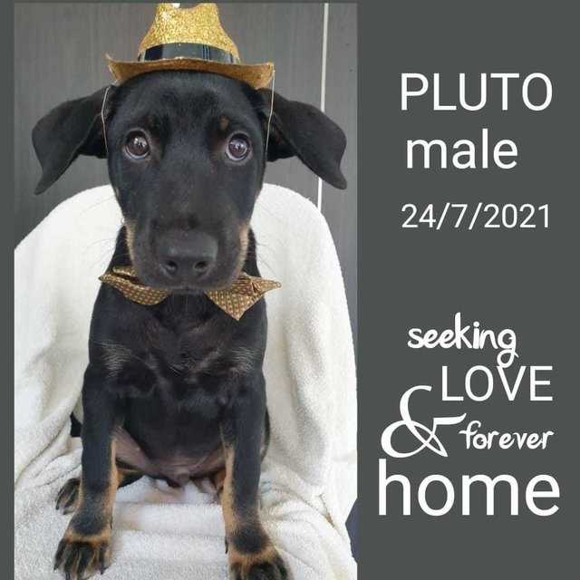 Pluuto - Mixed Breed Dog