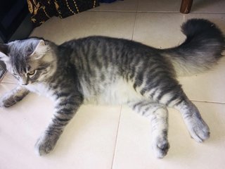 Oceng - Domestic Long Hair + British Shorthair Cat