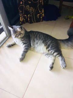 Oceng - Domestic Long Hair + British Shorthair Cat