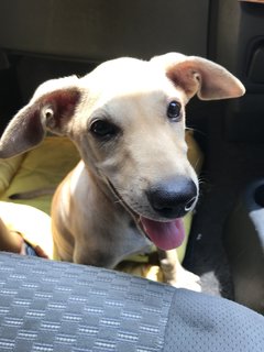 Bernice Little Pup For Adoption - Mixed Breed Dog
