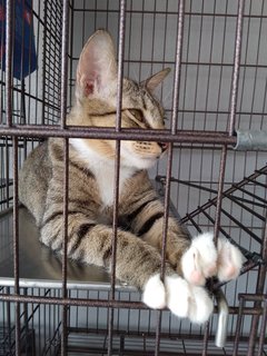 3 Colors Male - Golden Tabby - Domestic Short Hair Cat