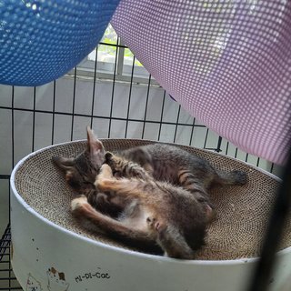 Peanut Gentle Furry Giant - Domestic Short Hair Cat