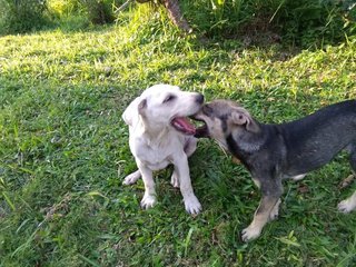 Katy - Mixed Breed Dog