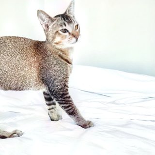 Bowie - Domestic Short Hair Cat