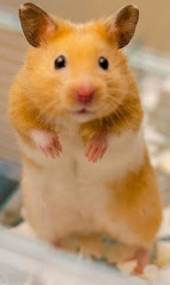 Chip - Syrian Hamster - Syrian / Golden Hamster Hamster