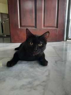 Blackie - Bombay Cat