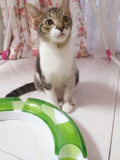 Musya - Domestic Medium Hair Cat