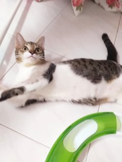Musya - Domestic Medium Hair Cat