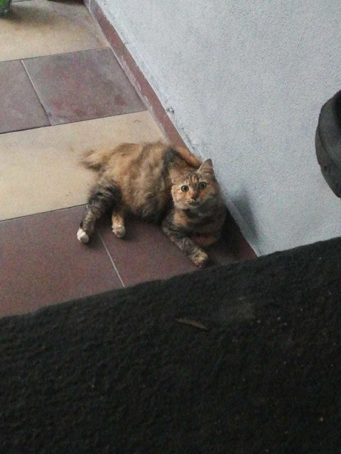 Pregnant Cat - Manx Cat