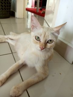 Oyen - Domestic Short Hair Cat