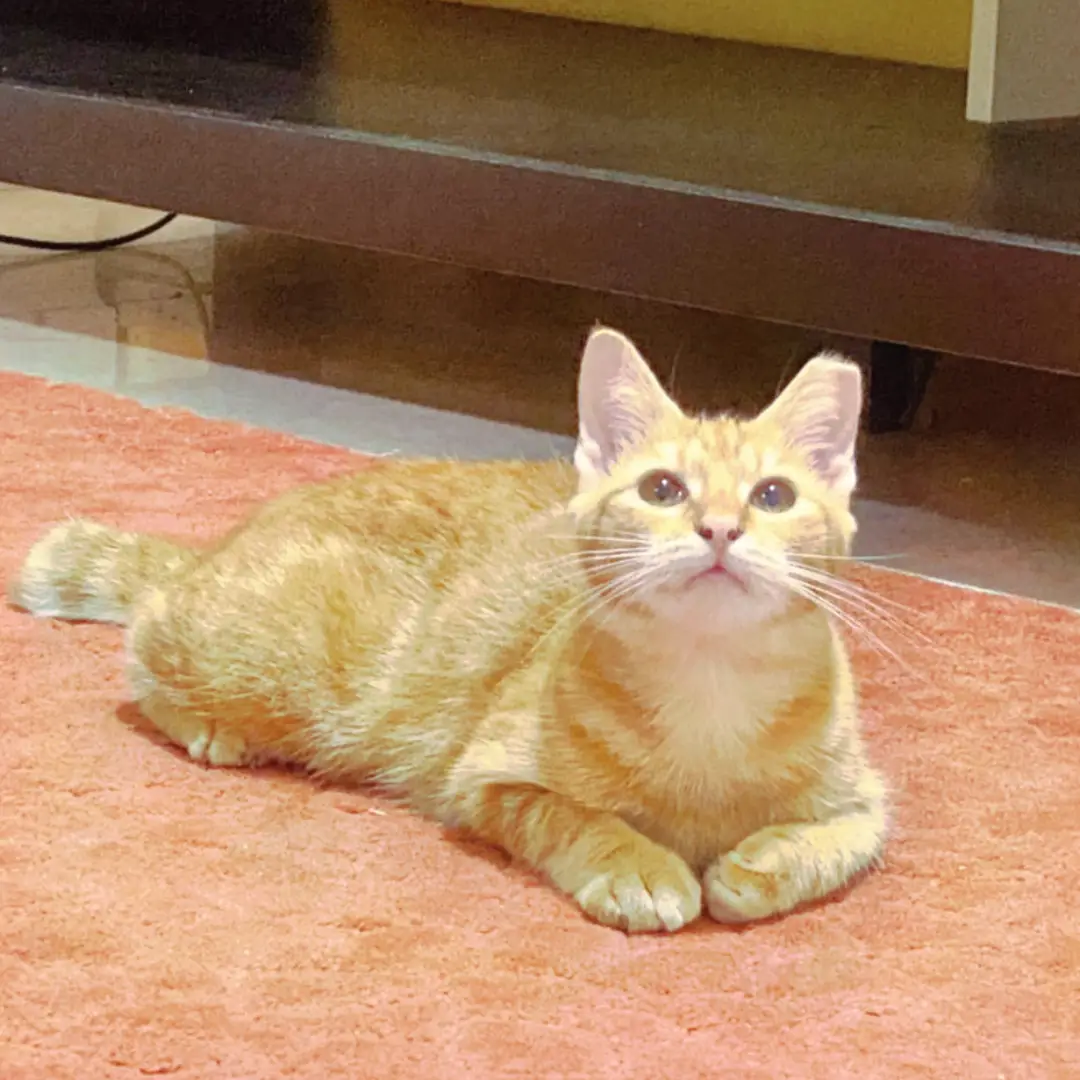 Nala - Domestic Short Hair Cat