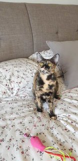 Tink &amp; Tyke - Domestic Short Hair Cat