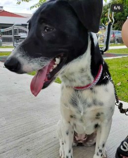 Oreo. - Fox Terrier Mix Dog