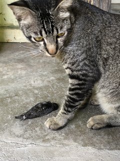 Achu - Domestic Short Hair + Tabby Cat