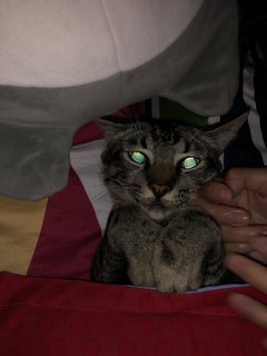 Achu - Domestic Short Hair + Tabby Cat