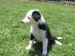 PF110388 - Border Collie Dog