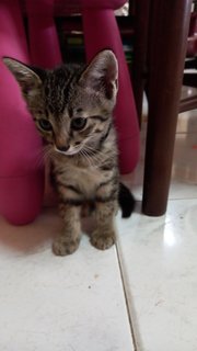 Mackerel Tabby  - Tabby Cat