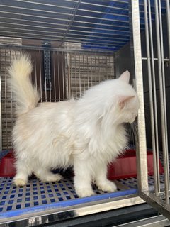 Snowy - Domestic Long Hair Cat