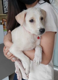 Sweetie Baby - Mixed Breed Dog