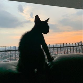 Loki - Domestic Short Hair Cat