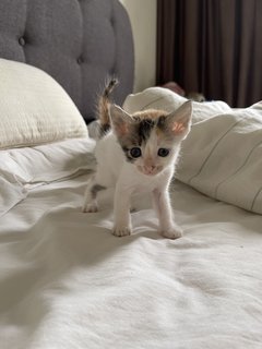 Litter Of Kittens  - Domestic Medium Hair + Domestic Short Hair Cat