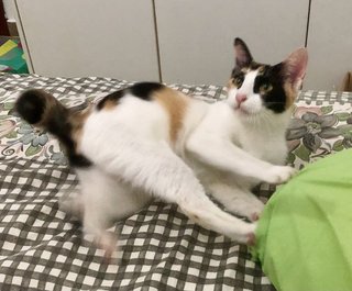 Meh - Domestic Short Hair Cat