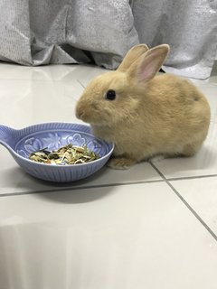 Fatty - Netherland Dwarf Rabbit