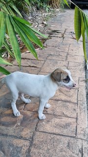 Puppy Need A Home - Mixed Breed Dog