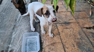Puppy Need A Home - Mixed Breed Dog